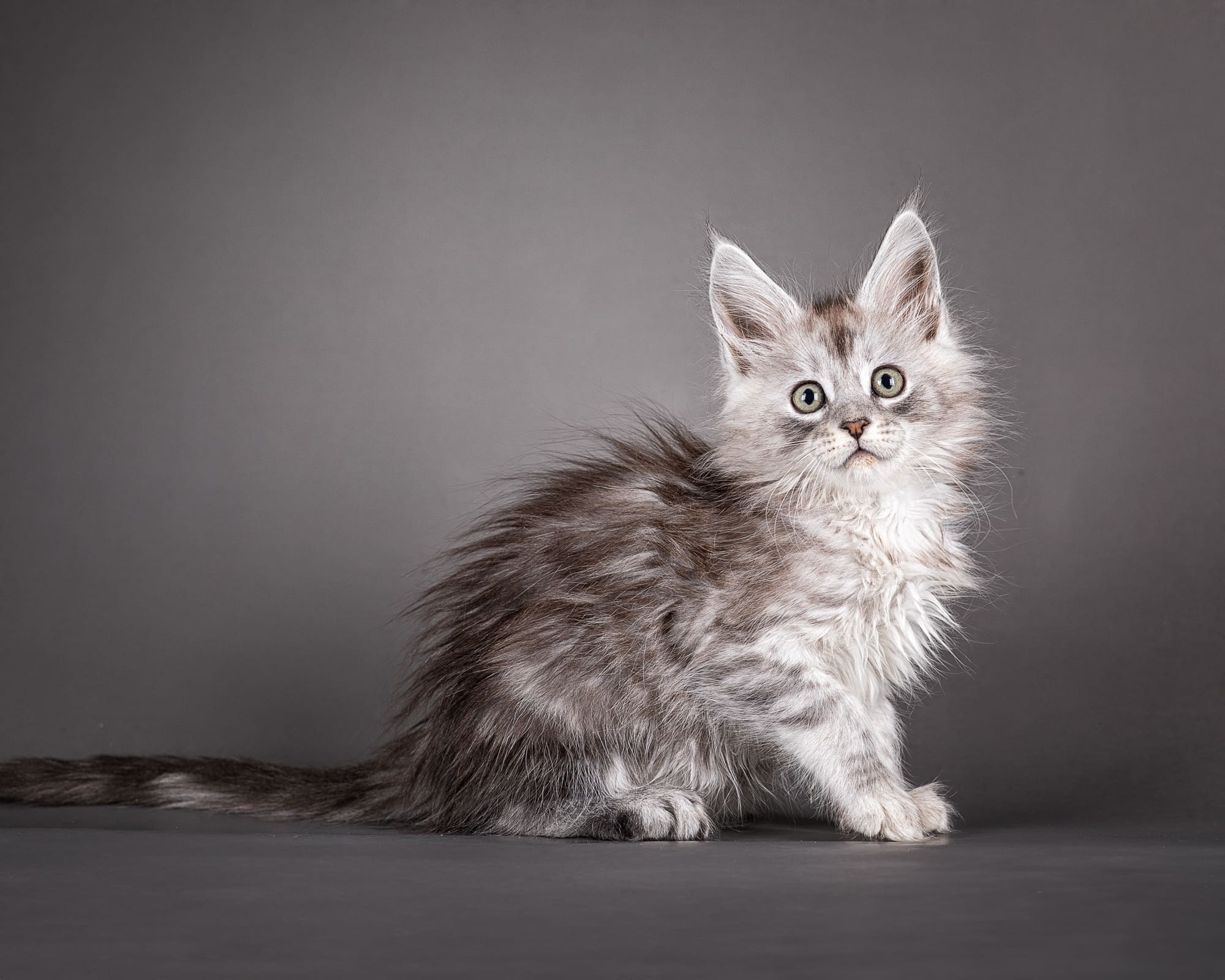 Maine Coon Kitten