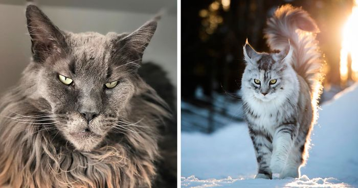 Maine Coon Kitten