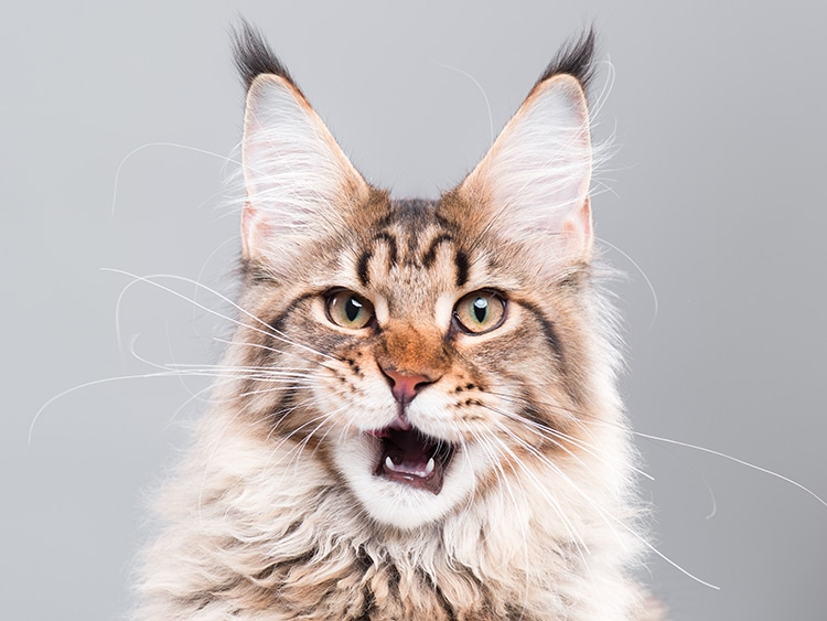 Maine Coon Kitten